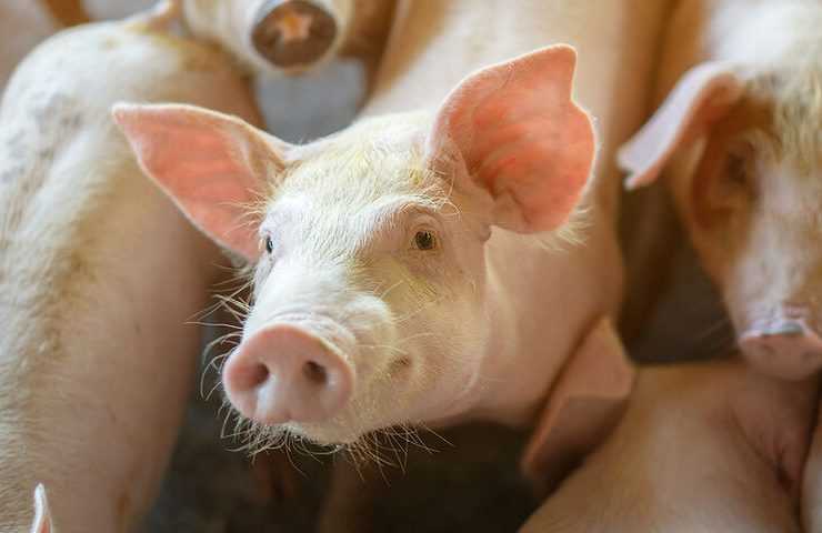 Κίνδυνος εξάπλωσης ιού των χοίρων-Συναγερμός από το ΑΠΘ
