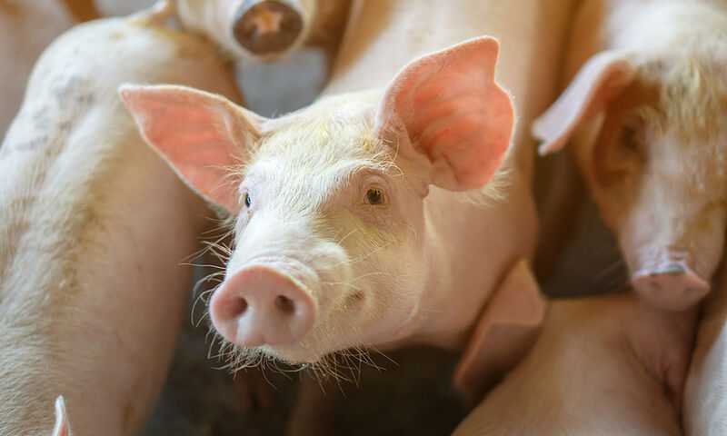 Κίνδυνος εξάπλωσης ιού των χοίρων-Συναγερμός από το ΑΠΘ