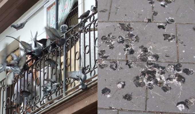 Βαρεθήκατε τις κουτσουλιές στο μπαλκόνι; Απαλλαγείτε από τα περιστέρια με 8 πανεύκολους τρόπους!