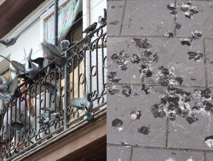 Βαρεθήκατε τις κουτσουλιές στο μπαλκόνι; Απαλλαγείτε από τα περιστέρια με 8 πανεύκολους τρόπους!