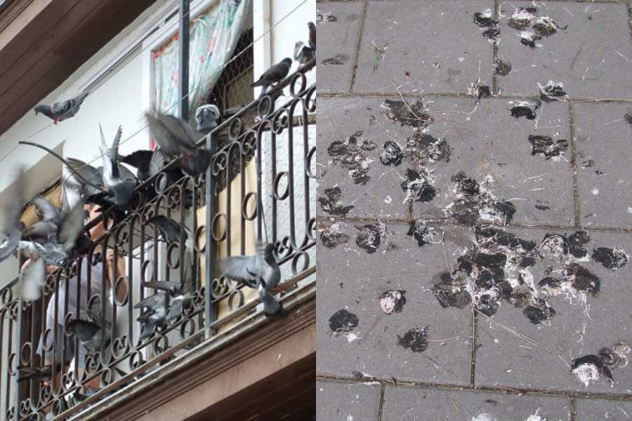 Βαρεθήκατε τις κουτσουλιές στο μπαλκόνι; Απαλλαγείτε από τα περιστέρια με 8 πανεύκολους τρόπους!