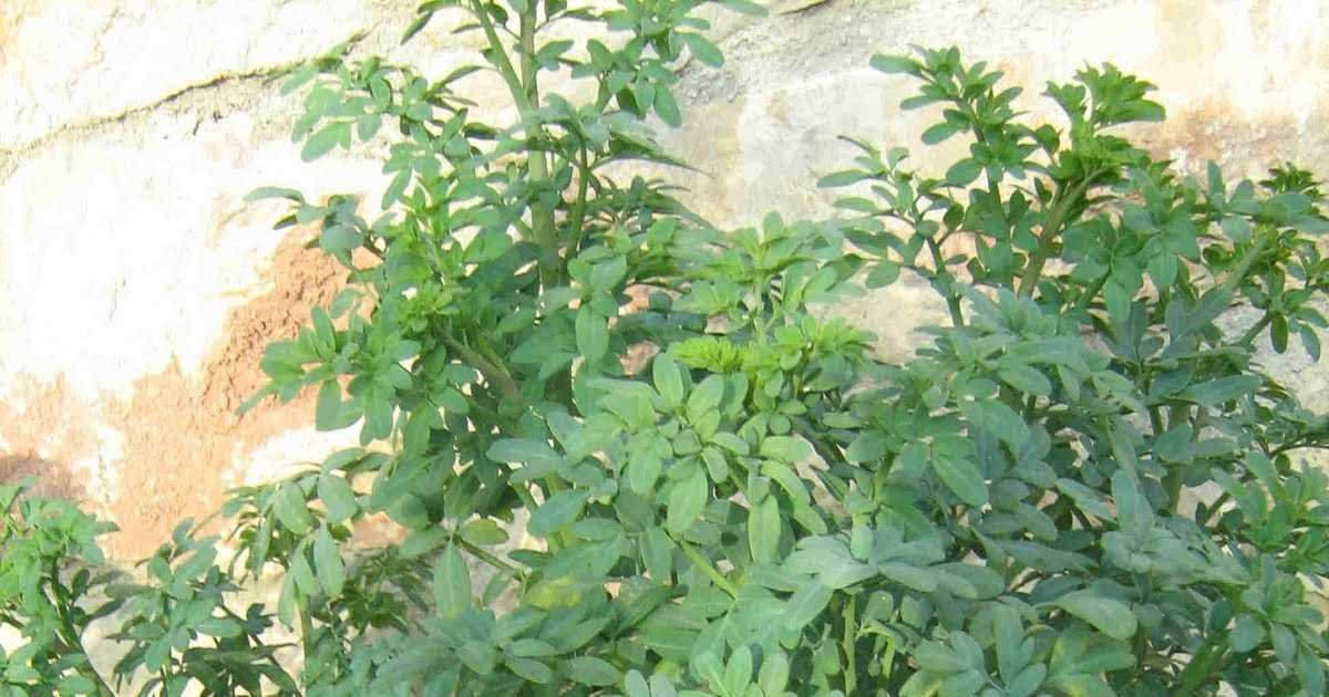 Ποιο Φυτό διώχνει γρουσουζιά, γλωσσοφαγιά και κακό μάτι;