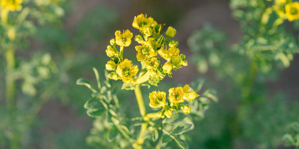 Ποιο Φυτό διώχνει γρουσουζιά, γλωσσοφαγιά και κακό μάτι;
