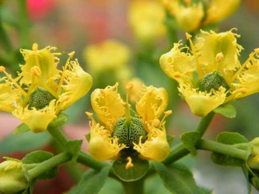 Ποιο Φυτό διώχνει γρουσουζιά, γλωσσοφαγιά και κακό μάτι;