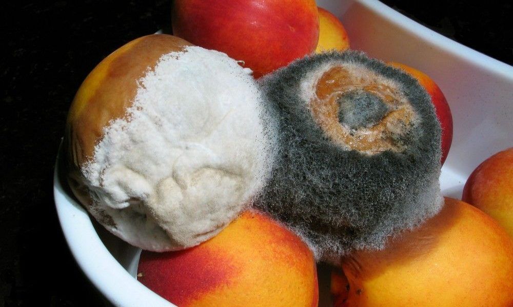 Μουχλιασμένα_Φρούτα